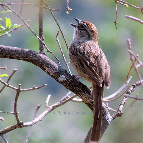 Birding And Nature Tours Discover Oaxaca Tours