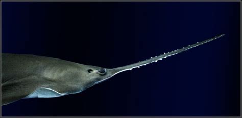 Sawtooth Shark Shark Water Animals Under The Sea