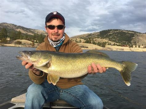 Huge Holter Walleye By Trevor Johnson Of Kits Tackle Montana