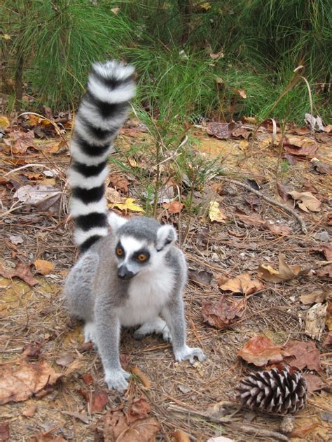 Leaping Lemurs Amazing Primates Roam North Carolina Live Science