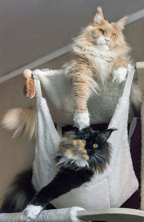 10 Images About Maine Coon Cat Pictures On Pinterest