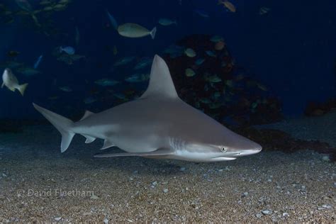 Sandbar Shark Carcharhinus Plumbeus Hawaii David Fleetham Underwater