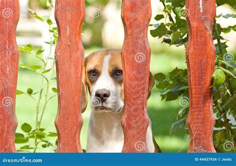 Dog Behind Fence Stock Photo Image Of Domestic Sweet 44437934