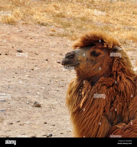 Bactrian Camel Closeup Of Critically Endangered Animal Almost Extinct