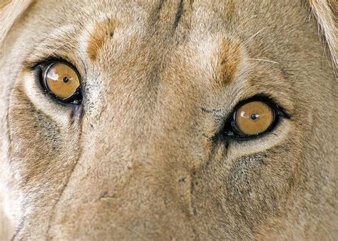 African Lions Eyes Greeting Card For Sale By Tony Camachoscience