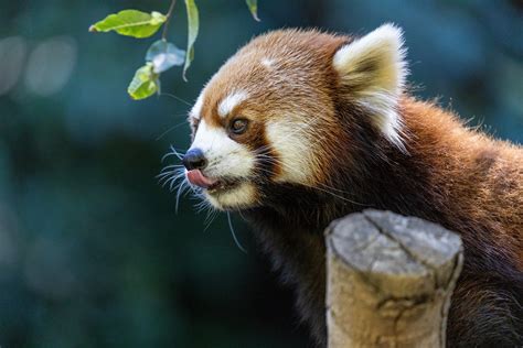 Red Panda Tongue Touch Nathan Rupert Flickr