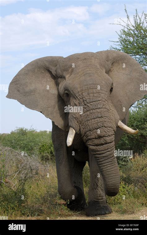 Big Male African Elephant Threatening Loxodonta Africana Kruger
