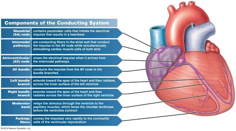 Figure Showing The Conducting System Of The Heart And The Movement Of