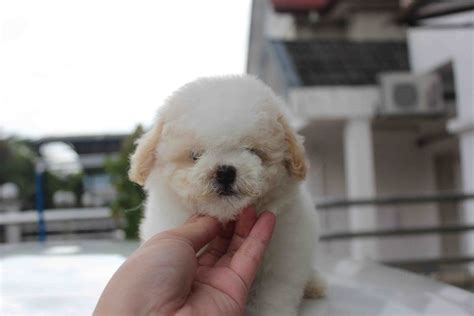 Lovelypuppy White Parti Color Toy Poodle Puppyrm699 Only