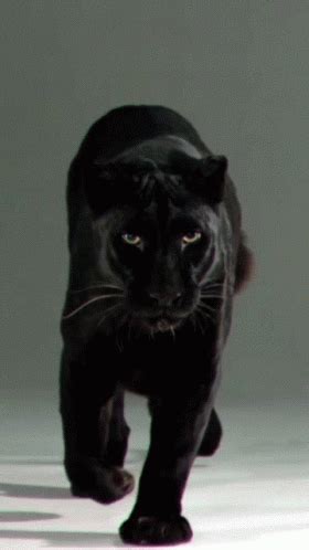 Black Panther Big Cat GIF Black Panther Big Cat Discover Share GIFs