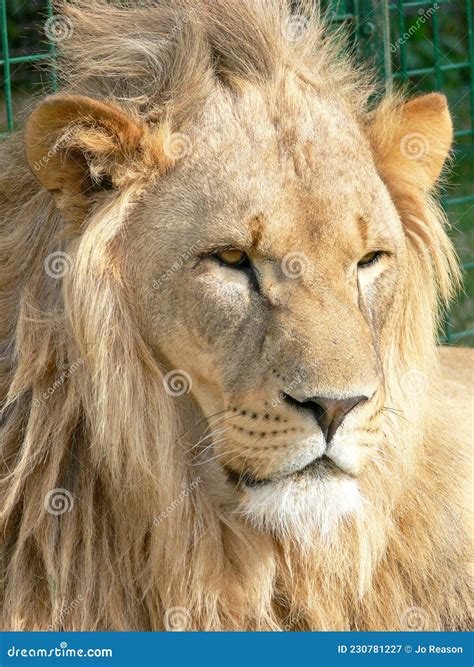 The Face Of A Majestic Lion Stock Image Image Of Natural Endangered