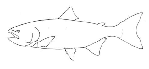 Download Salmon 4 coloring page | SuperColoring.com