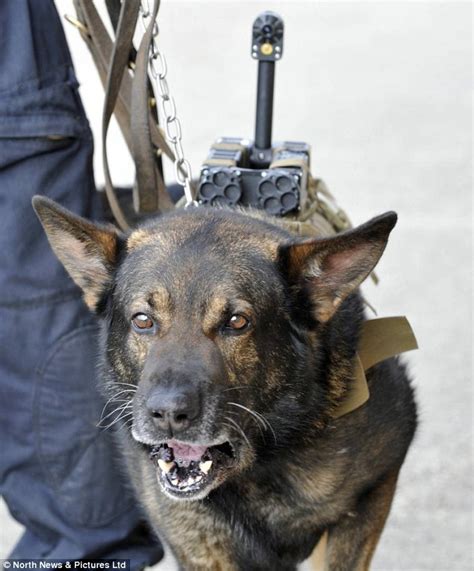 Police Dogs Fitted With Cameras To Record The Moment They Catch Up With