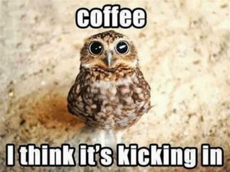 25 Of The Cutest Owl Memes To Brighten Your Day Lets Eat Cake