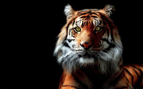 19 Tiger Hintergrundbilder Tiere 3d Globetrotspot