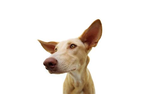Premium Photo Portrait Hound Puppy Attentive With Big Ears And