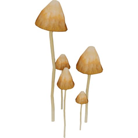 Buy Liberty Caps Mushrooms Strain