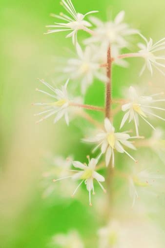 Tiny Flowers Pictures Download Free Images On Unsplash
