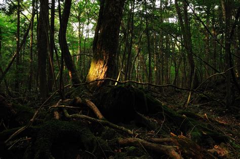 Aokigahara La Foresta Dei Suicidi In Giappone