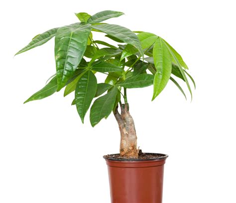 Final thoughts on different types of money plant. Understanding the Feng Shui Money Tree | LoveToKnow