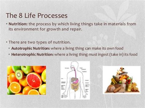 The 8 Life Processes And Homeostasis Living Environmentbiology