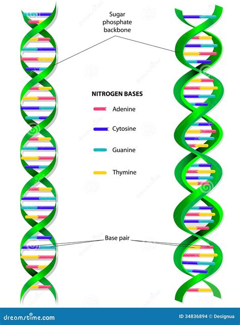 Diagram And Label A Dna Sequence