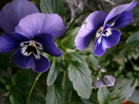 Violet Horn Viola Cornuta · Free Photo On Pixabay