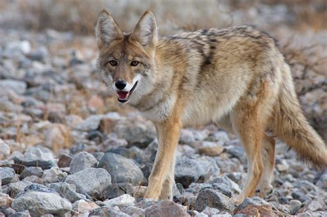 Coyote Hunting Tips Dan Thompson Game Calls