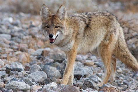 Coyote Hunting Tips – Dan Thompson Game Calls