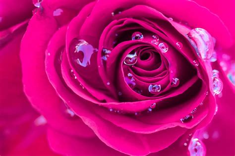 Flowers Rose Water Drops Wallpapers Hd Desktop And