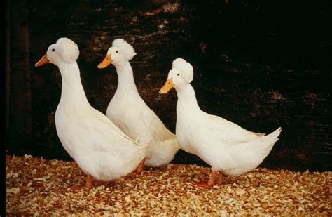 White Crested Ducks Ducklings For Sale Cackle Hatchery