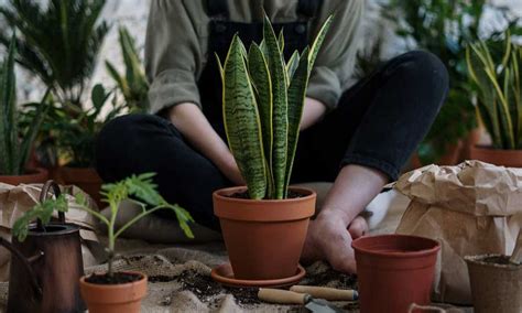 Gingko biloba, pino, ginepro, bamboo. 5 piante da interno facili da curare a prova di principiante
