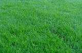 How To Care Lawn Grass