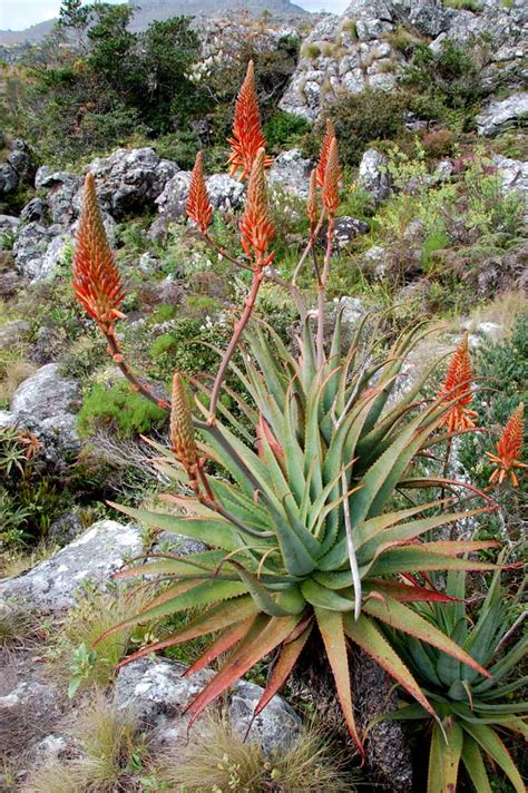 Flora Of Mozambique Species Information Individual Images Aloe