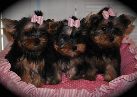 Maltese puppies milwaukee are intelligent and keen to please. Super Tiny Teacup Yorkie Puppies Available@## (406) 430-1582 for Sale in Anderson, South ...