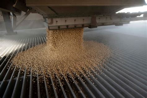 el precio de la soja cayó por debajo de los 500 dólares por tonelada su nivel más bajo desde