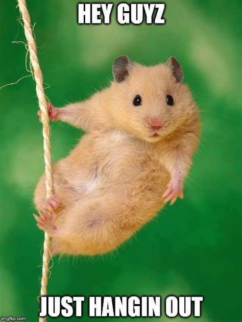Image Tagged In Hamster Cutehanging Out Imgflip