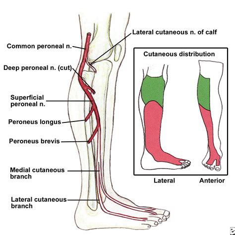 Superficial Peroneal Nerve Distribution