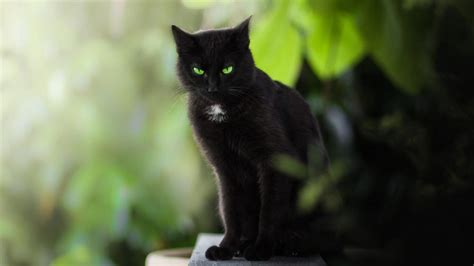 Black Cat With Emerald Green Eyes Backiee