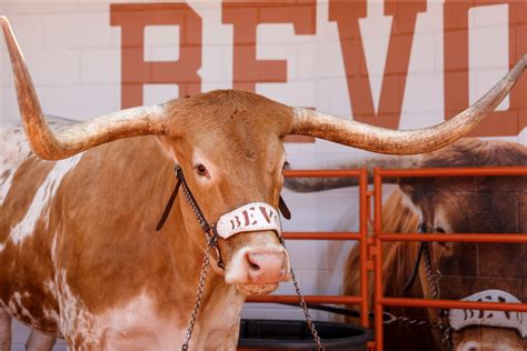 How Did Bevo Get His Name Texas Longhorns History Theories Fanbuzz