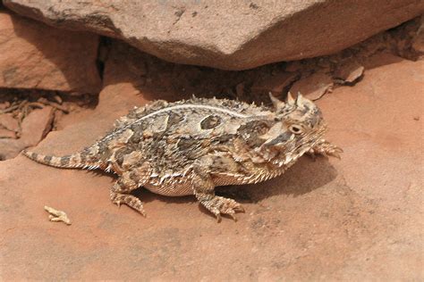 Nmsu On Reconnaissance Mission Concerning Reptile Populations At