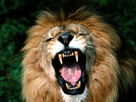 Roaring African Lion African Roaring Lion Hd Wallpaper Pxfuel