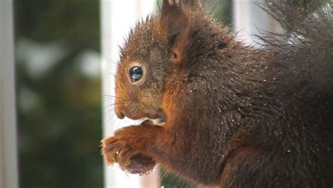 Squirrel Eats Hazelnut Stock Footage Video 1156105 Shutterstock