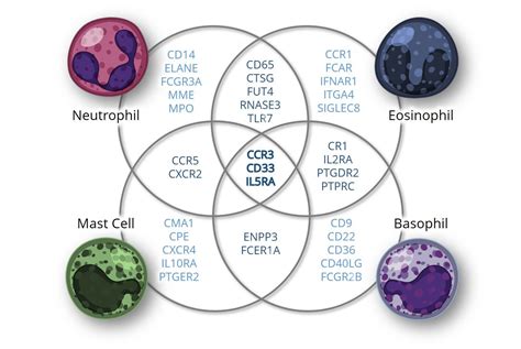 A Guide To Granulocyte Markers Biocompare The Buyers Guide For Life