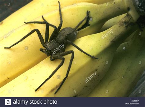 Banana Spider Large Brown Spider Huntsman Spider Heteropoda
