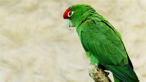 The Wildlife And Animals Of El Yunque Rainforest Puerto Rico Travel