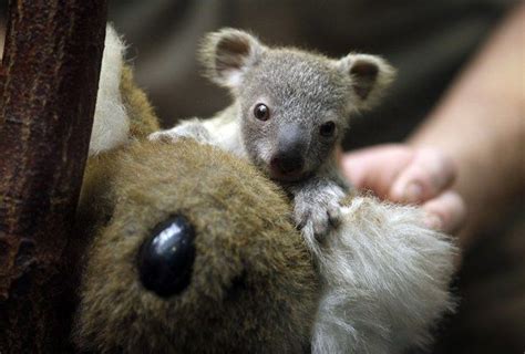 Have A Happy Day Now Cute Baby Animals Baby Koala