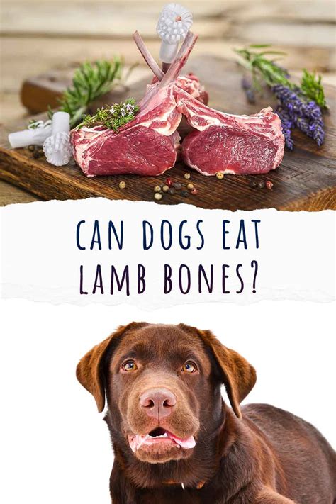 Are Cooked Lamb Bones Safe For Dogs