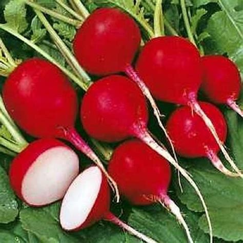 Radish Cherry Belle The Seed Warehouse