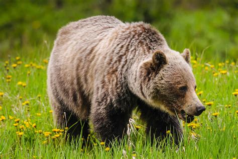 Grizzly Bear In Canada Grizzly Bear Population By State Empiretory